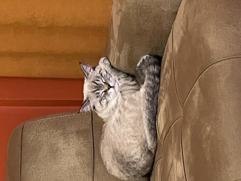 Sevgi yumağı küçük ayıcık british shorthair