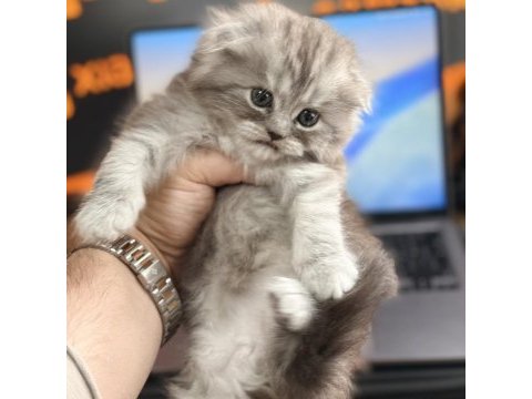 Scottish fold longhair özel renk ırk garantili dişi