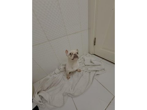 Dişi lilak tan platinum french bulldog