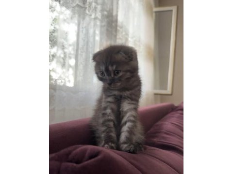 Scottish fold dişi 2 aylık