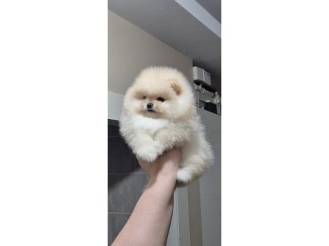 Üst kalite orijinal ırk ayı surat pomeranian boo dişi