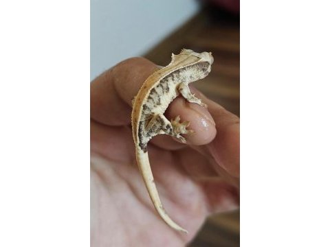 Crested gecko üst kalite