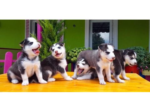 Husky sibirya kurdu