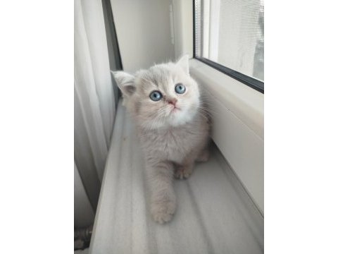 British shorthair erkek dişi yavrular
