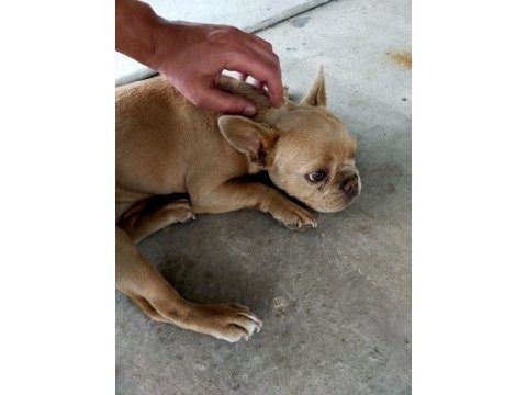 Egzotik 8 aylık dişi french bulldog