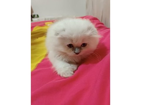 5 aylık yeni yuvasına hazır kedim