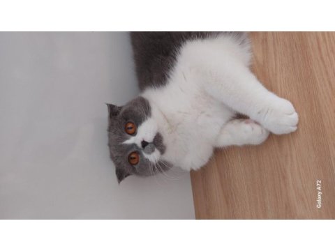 Güzel scottish fold kızımıza sevgi dolu bir yuva arıyoruz