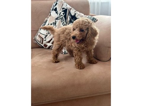 Kucuk yakisiklı poodle