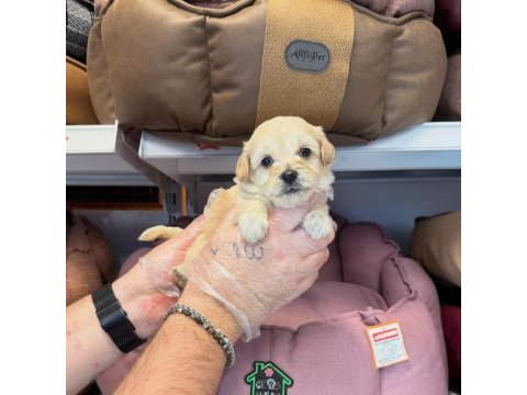 Bebek yüzlü maltipoo yavrularımız