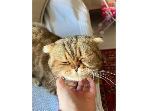 Çok sakin bir beyefendi scottish fold