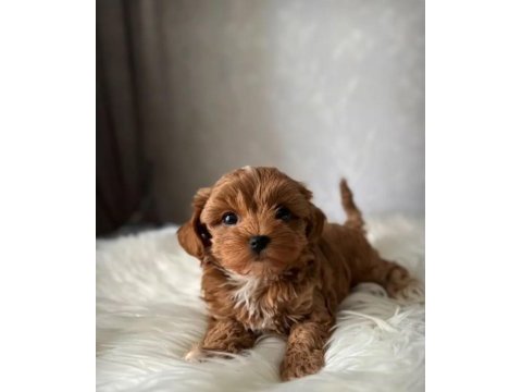 Maltipoo yavrularımız