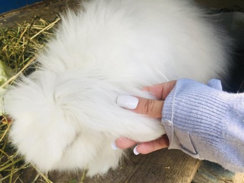 Hollanda lop teddy