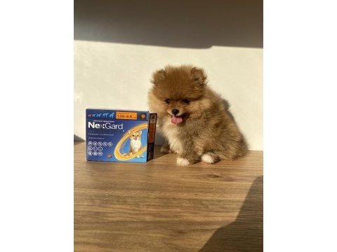 Erkek pomeranian boo micro boy