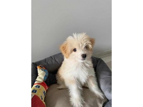 3.5 aylık maltipoo eğitimli aşıları tam