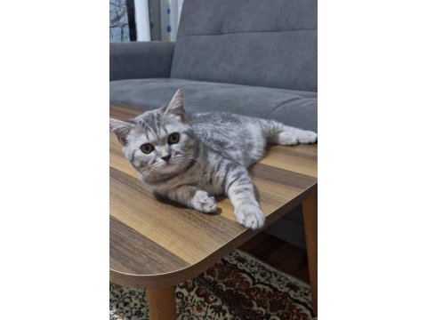 British shorthair erkek kedimiz