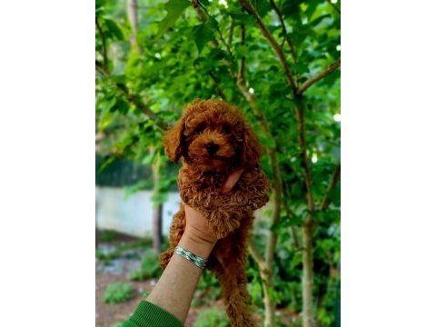 3 kg poodle erkek bebek faturalı, ırk ve sağlık garantili