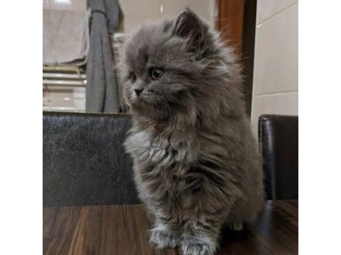 2 aylık british longhair
