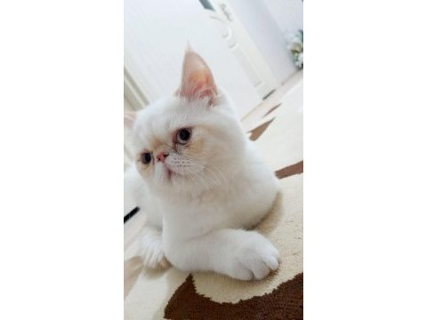 Exotic shorthair