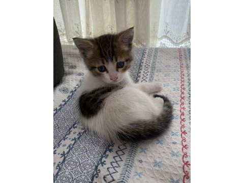 Sıcakkanlı oyuncu bir kedimiz