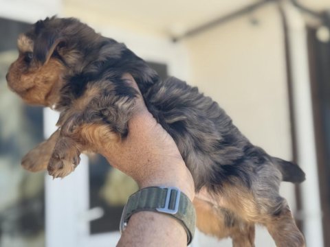 Show kalite tea cup morkie yavrular ziyarete açık