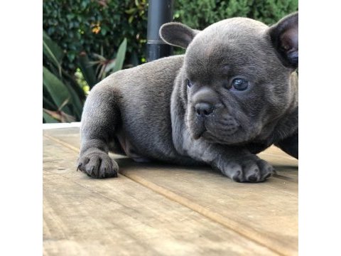 French bulldog yavruları