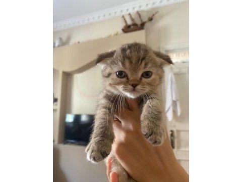 Scottish fold dişi