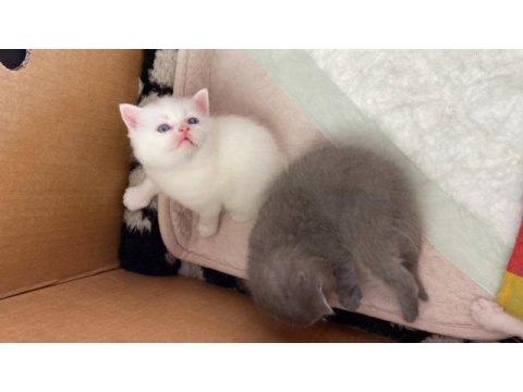 Scottish fold cins kedimizi sahiplendirme