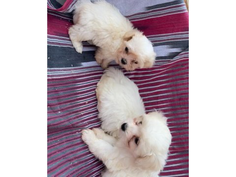 (sdk) çiftlikten numara maltese terrier köpekler
