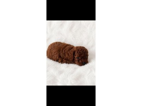 En küçük boy poodle erkek prensler