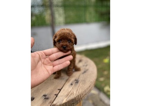 Mini cep boy poodle yavrularımız