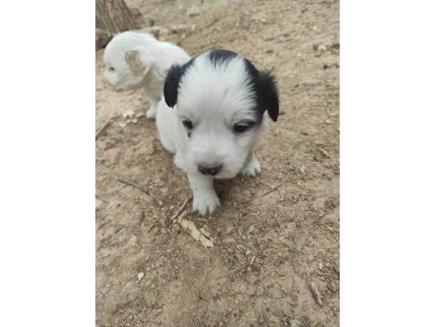 Kokoni cinsi köpekler (small greek)