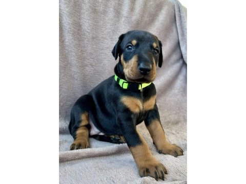 Geniş göğüslü, kaslı kan hattı – safkan doberman