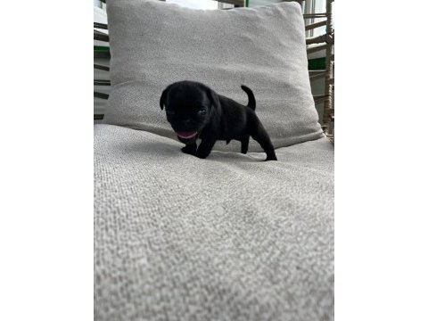 A kalite safkan pug yavruları