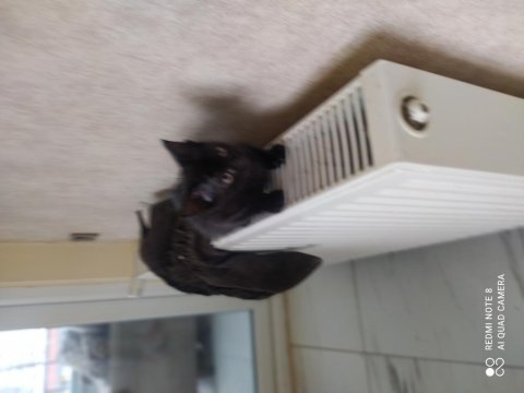 Anne siyam baba british shorthair