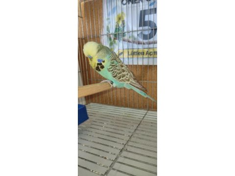 Yavru show jumbo muhabbet kuşlar