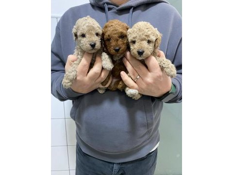 Toy poodle yavrularımı ücretli sahiplendiriyorum