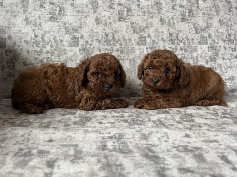 Toy poodle bebek köpekler