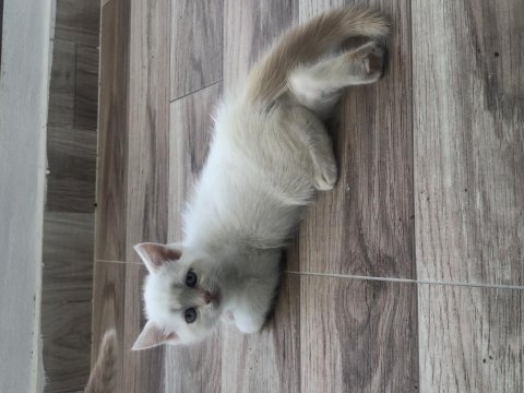 45 günlük sağlıklı cins yavru kediler ve anne
