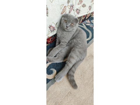 3 aylık eğitimli scottish fold