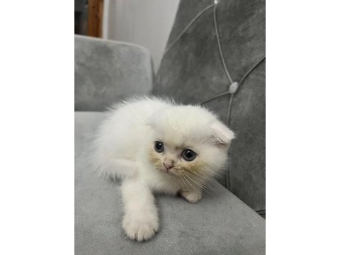 Sevimli scottish fold dostum