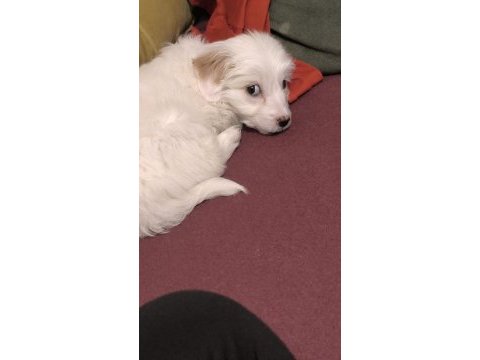 Güzel terrier kızıma yuva arıyorum