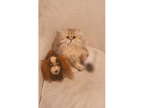 British longhair golden ny25 kızım full secereli