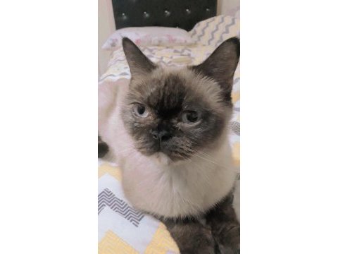 Çok akıllı bir kedi