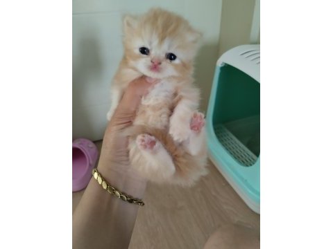 3 adet kedilerim