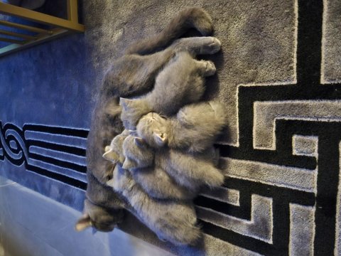 7 haftalık dişi british shorthair