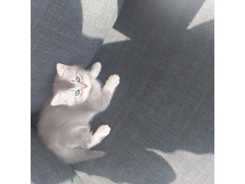 British shorthair 63 günlük kedimiz