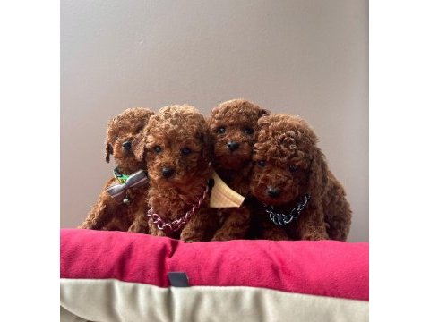 Toy poodle orjinal ırk yavrular 