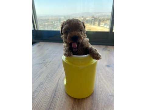 A kalite orijinal toy poodle