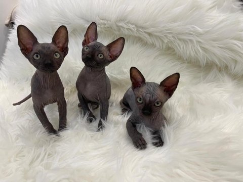 Sphynx sfenks tüysüz dişi erkek yavru