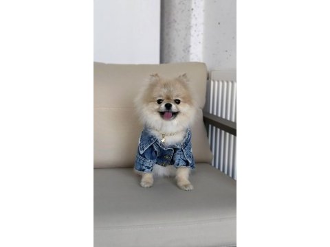 Pomeranian boo (teddy bear)